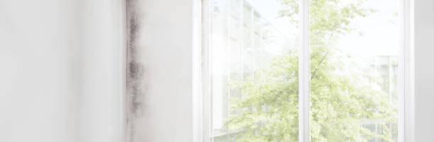 Environmental Consulting for Mold Prevention in Cresson, PA